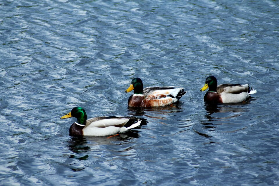 Animal water duck bird
