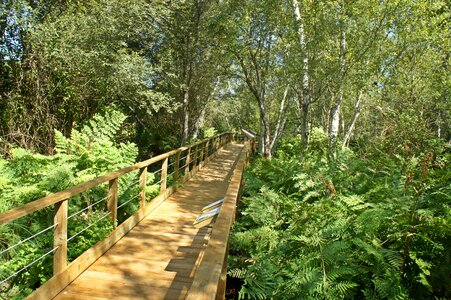 Walkway bridge plants