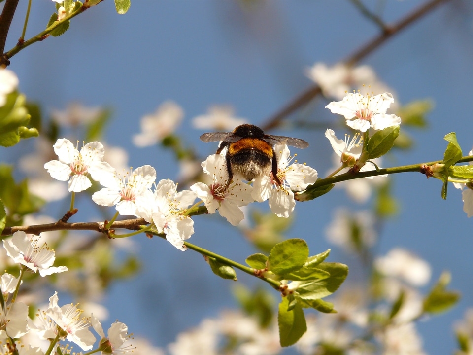 Hummel insect nectar