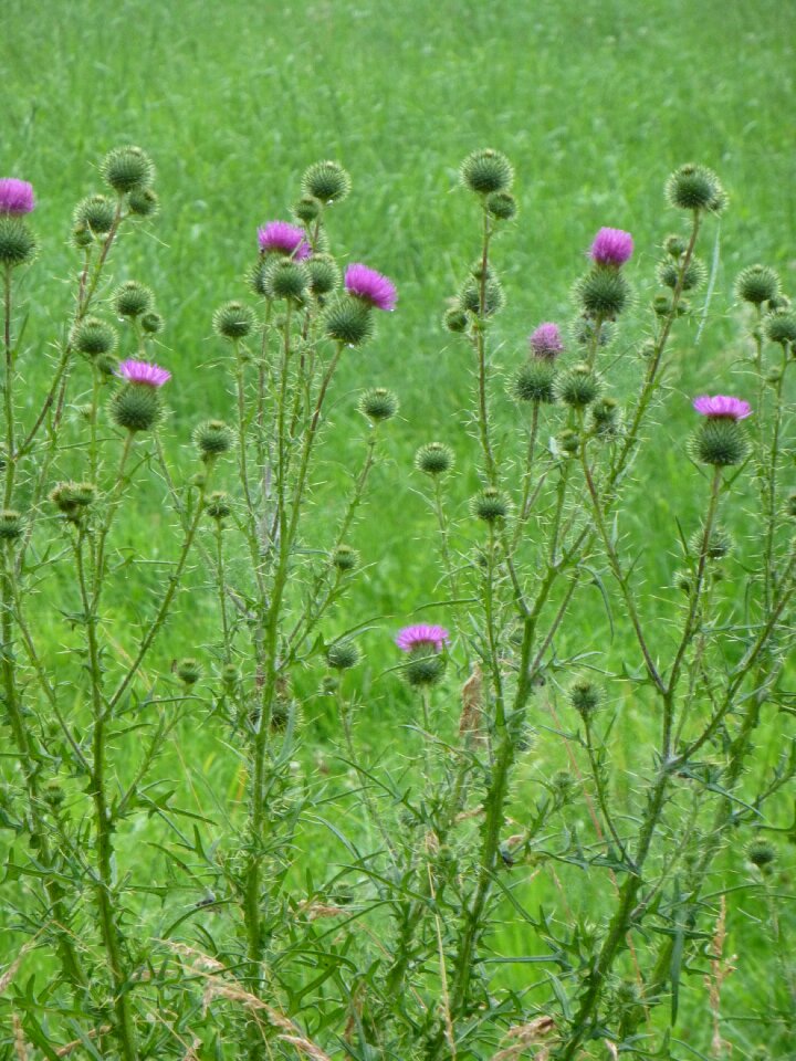 Green wild herb bloom