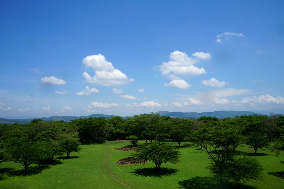 Sky trees nature