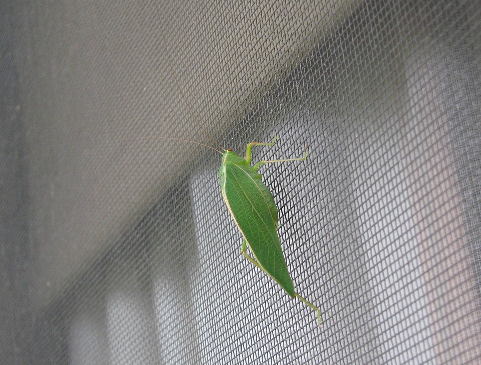 Fly green antenna photo