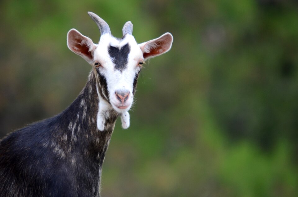 Goat animal nature