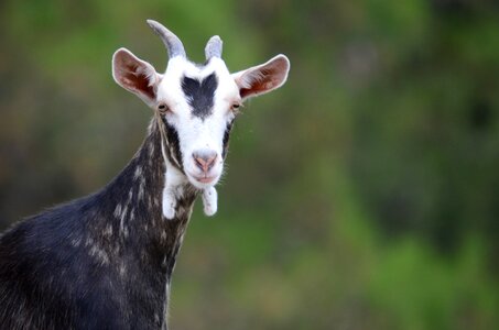 Goat animal nature