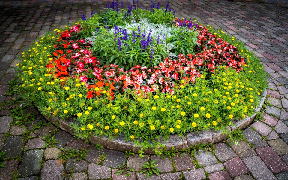 Outdoor flora floral