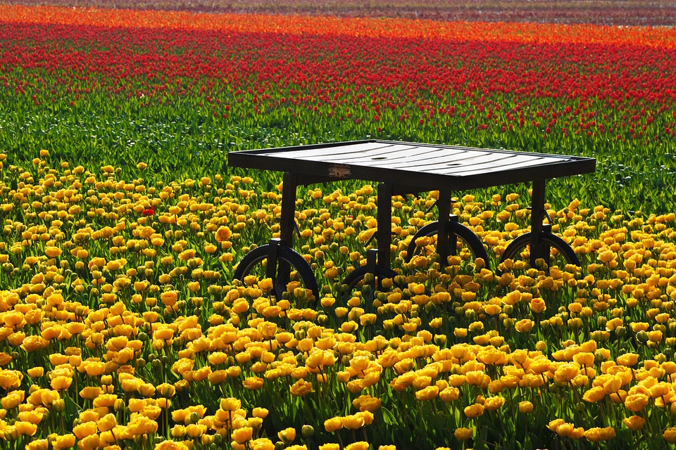 Fields orange red