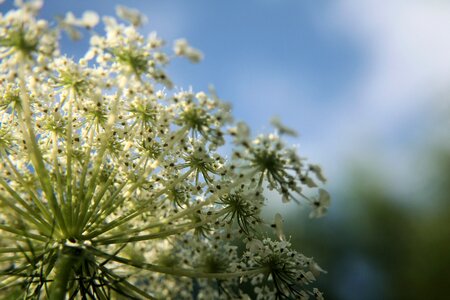 Wild carrot macro closeup
