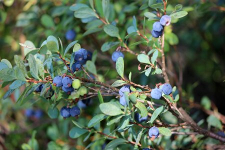 Blueberry twig wild berry twig photo