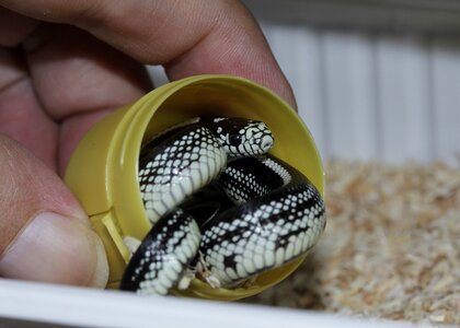 Baby snake california getula small