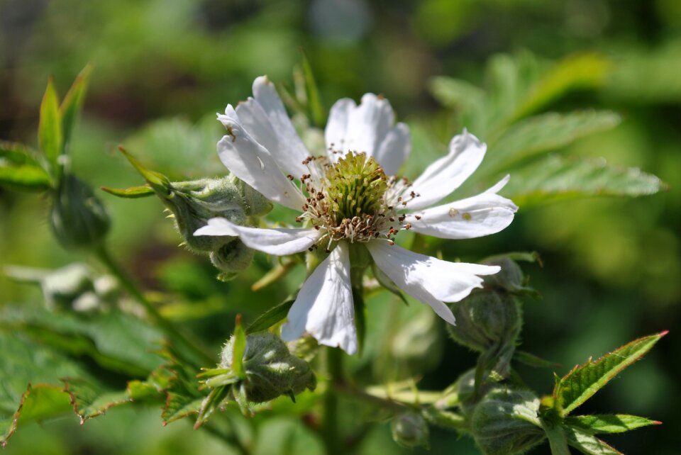 Plant flowers ornamental plant