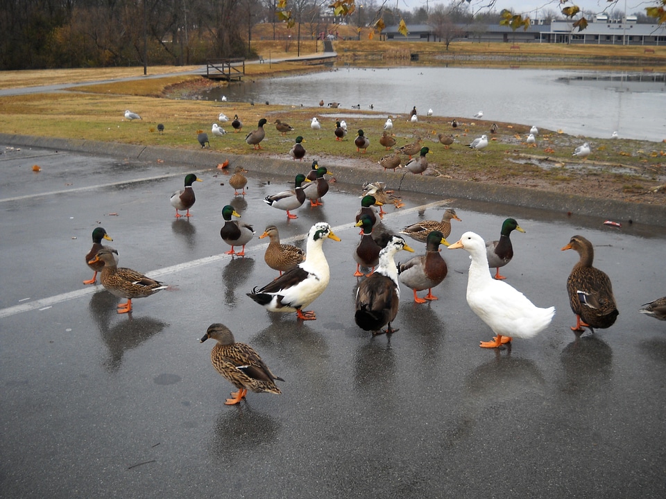 Feeding nature animals