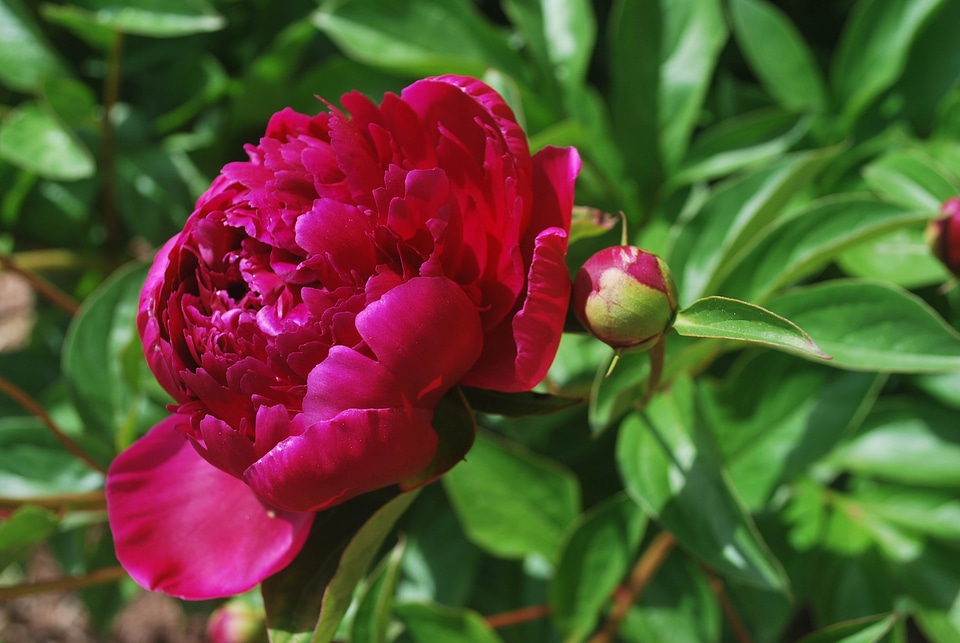 Bud bloom blooming