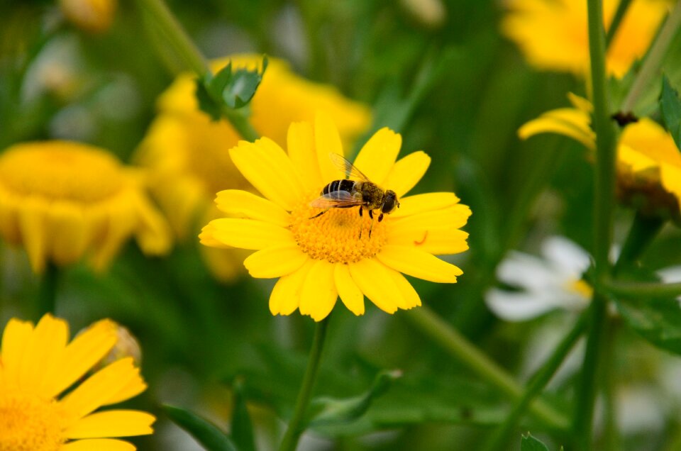 Insect blossom bloom