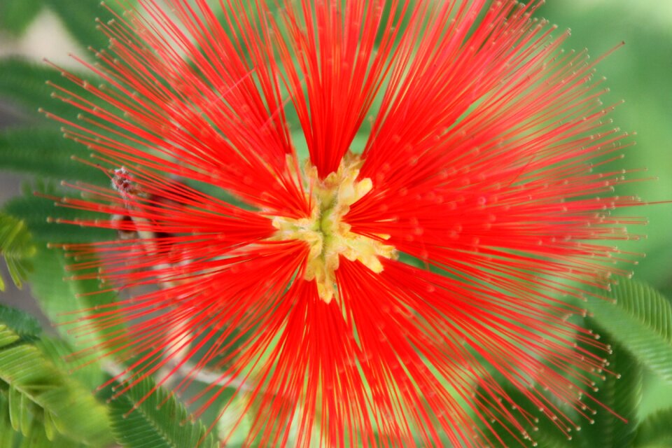 Botanical beautiful exotic