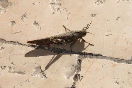 Bug wildlife creature