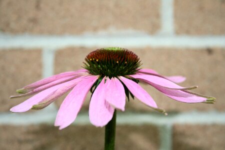 Daisy pink garden