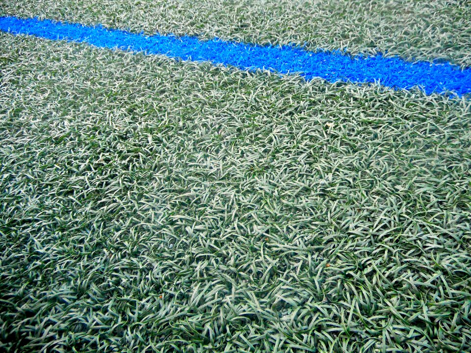Lawn blue-line green