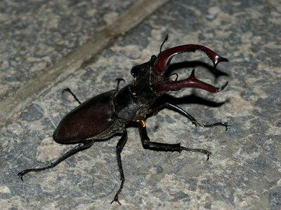 Insect nature threatened