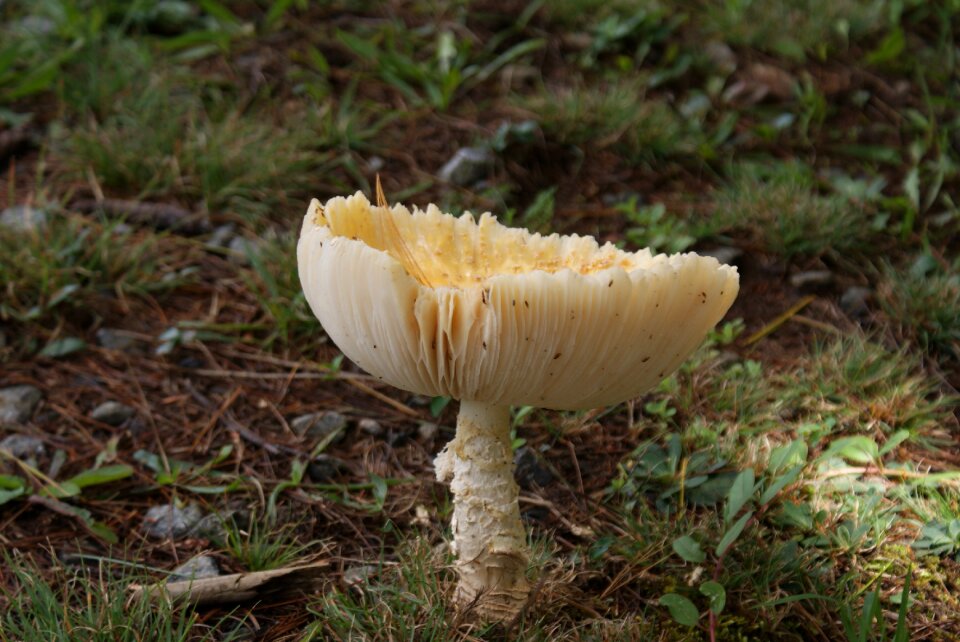 Mushroom nature closeup