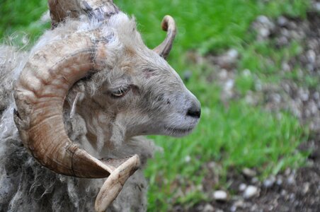 Horned animal world horn