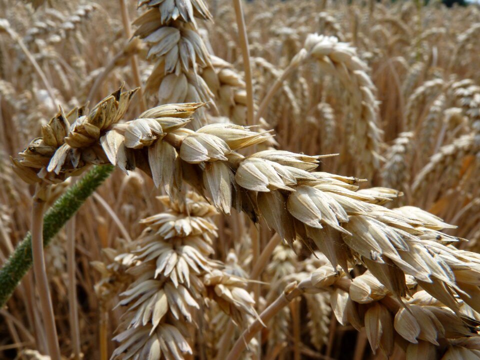 Wheat field spike plant