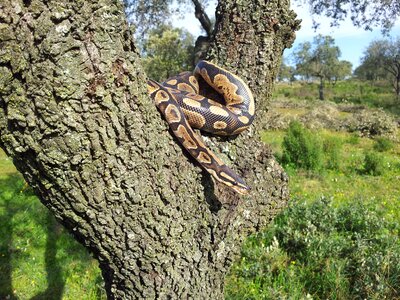 Animals nature fauna