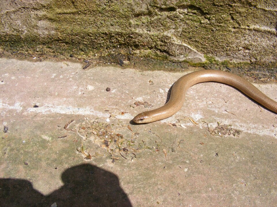 Slow worm reptile nature