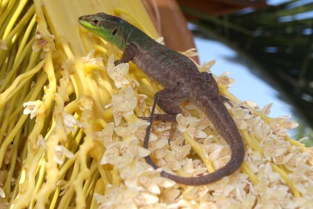 Croatia animal fauna