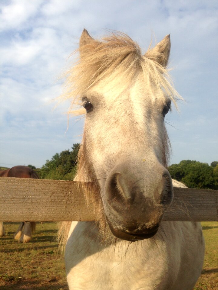 Nose farm equestrian
