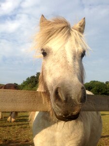 Nose farm equestrian