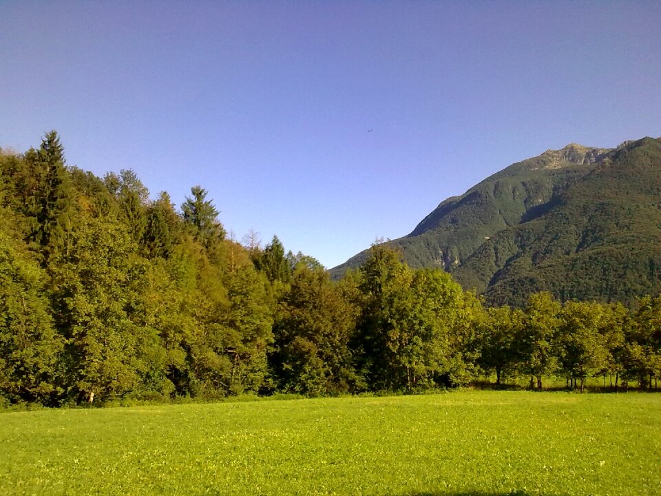 Fir nature green