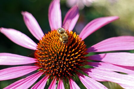 Red glow purple coneflower pink violet photo