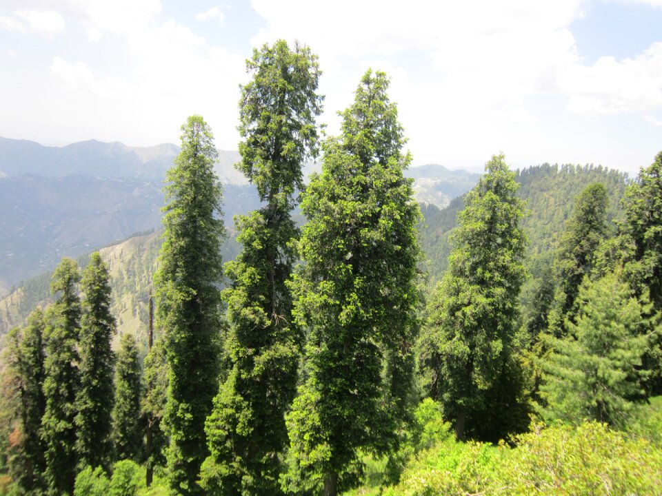 Trees conifers fir trees