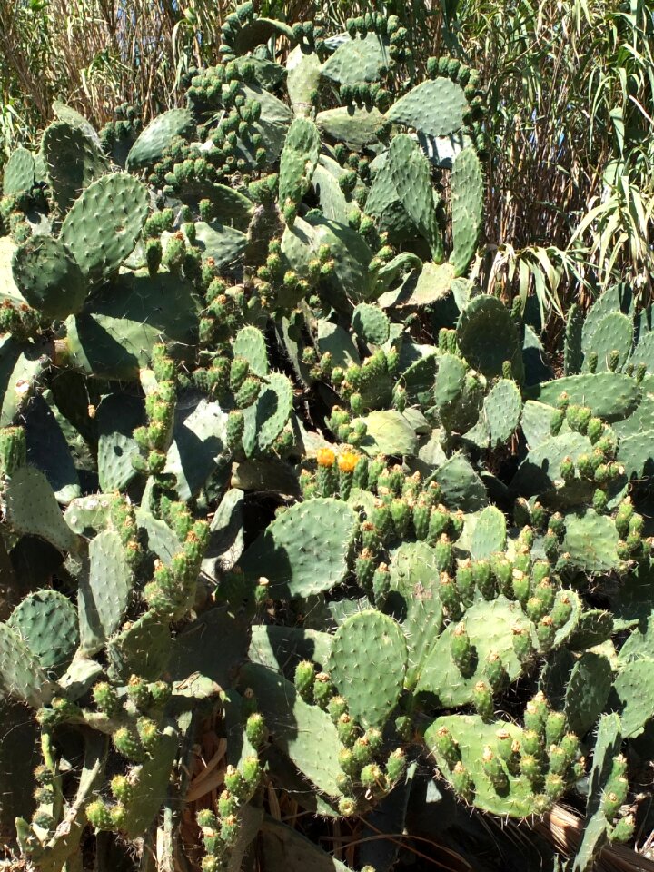 Prickly green sardinia