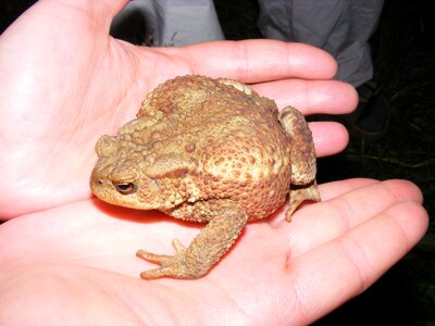 Nature hands cold blooded animals