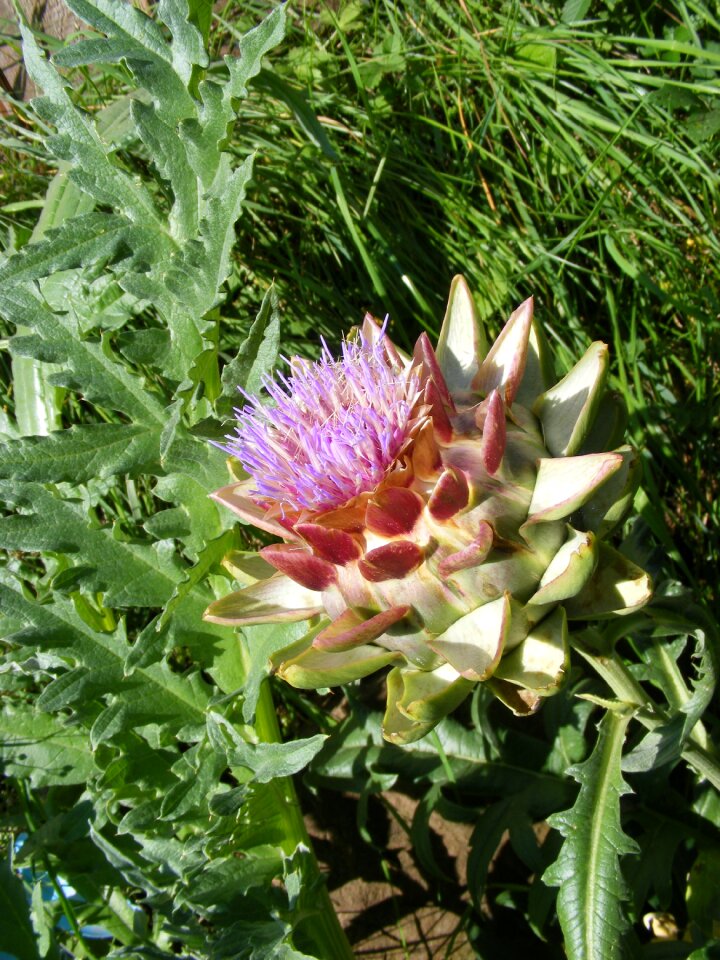 Blossom bloom plant