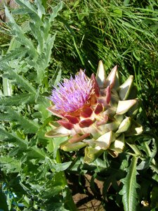 Blossom bloom plant