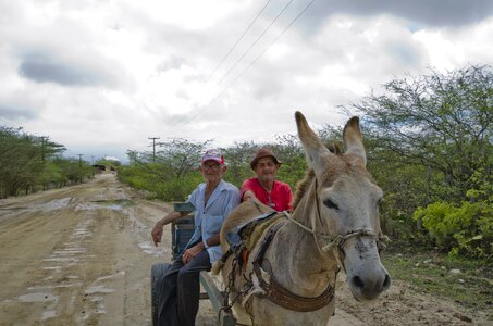 Farmers donkey wagon