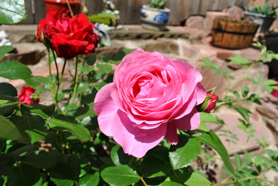 Bloom plant ornamental plant