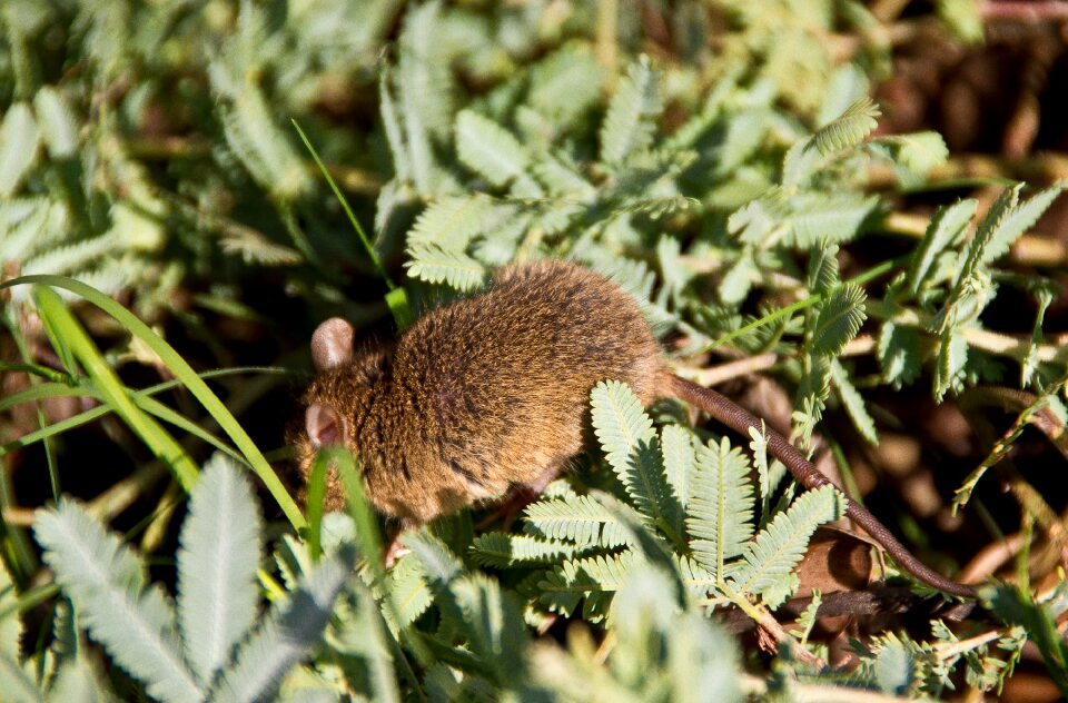 Native australia wild