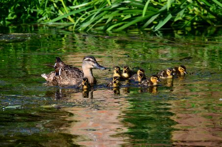 Young bird waterfowl duck family photo