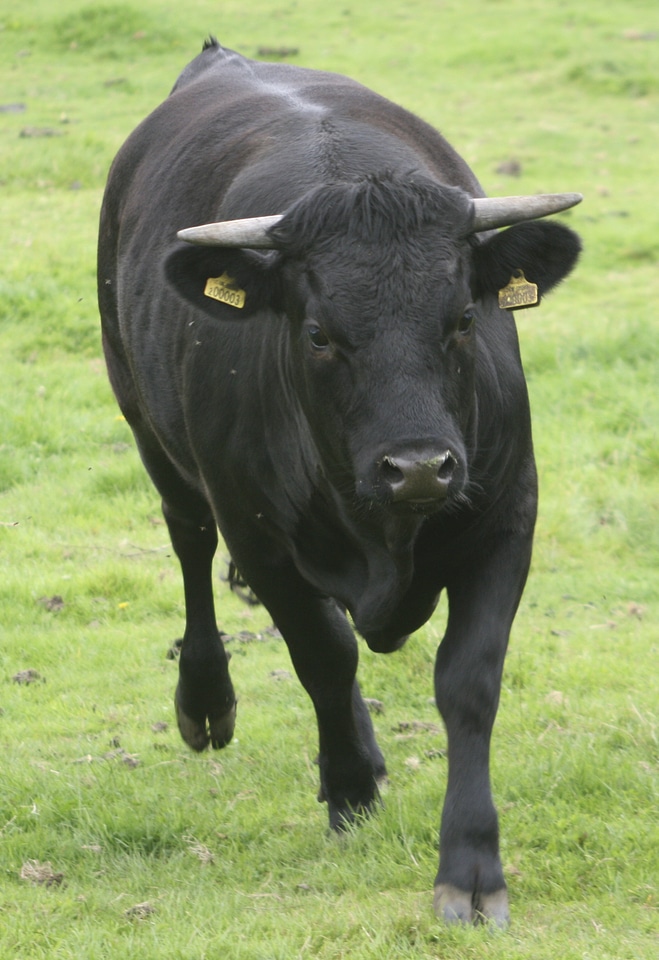 Running charging cattle