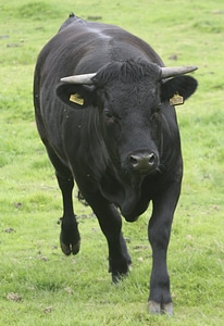 Running charging cattle