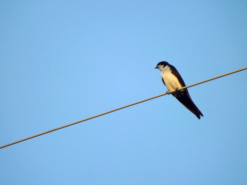 Birdie bird swallow