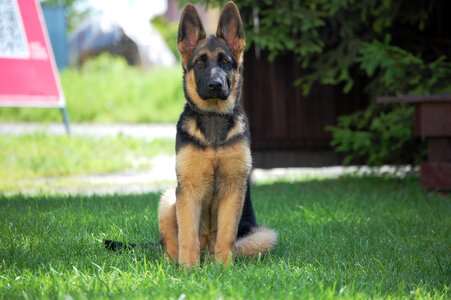 German shepherd dog alsatian