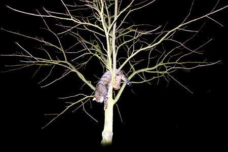 Animal world animal nocturnal
