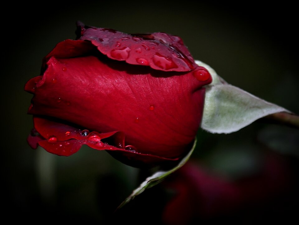 Raindrops flower love
