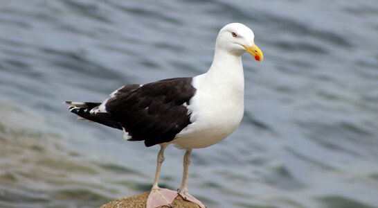 Nature water animal
