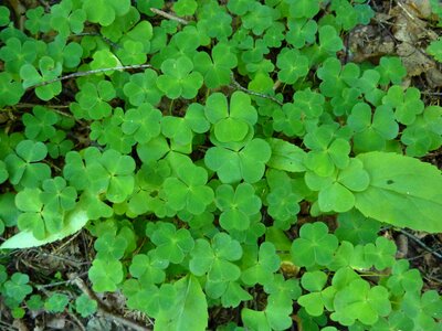 Plant green leaves