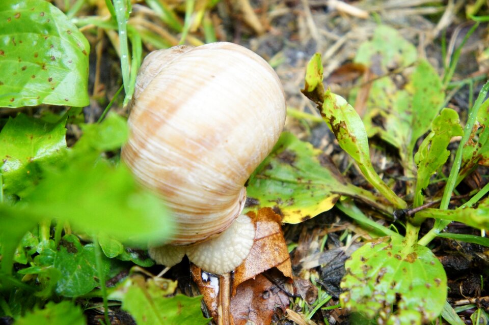 Nature spiral animal
